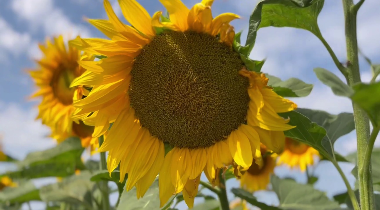 Более миллиона тонн подсолнечника собрали саратовские аграрии